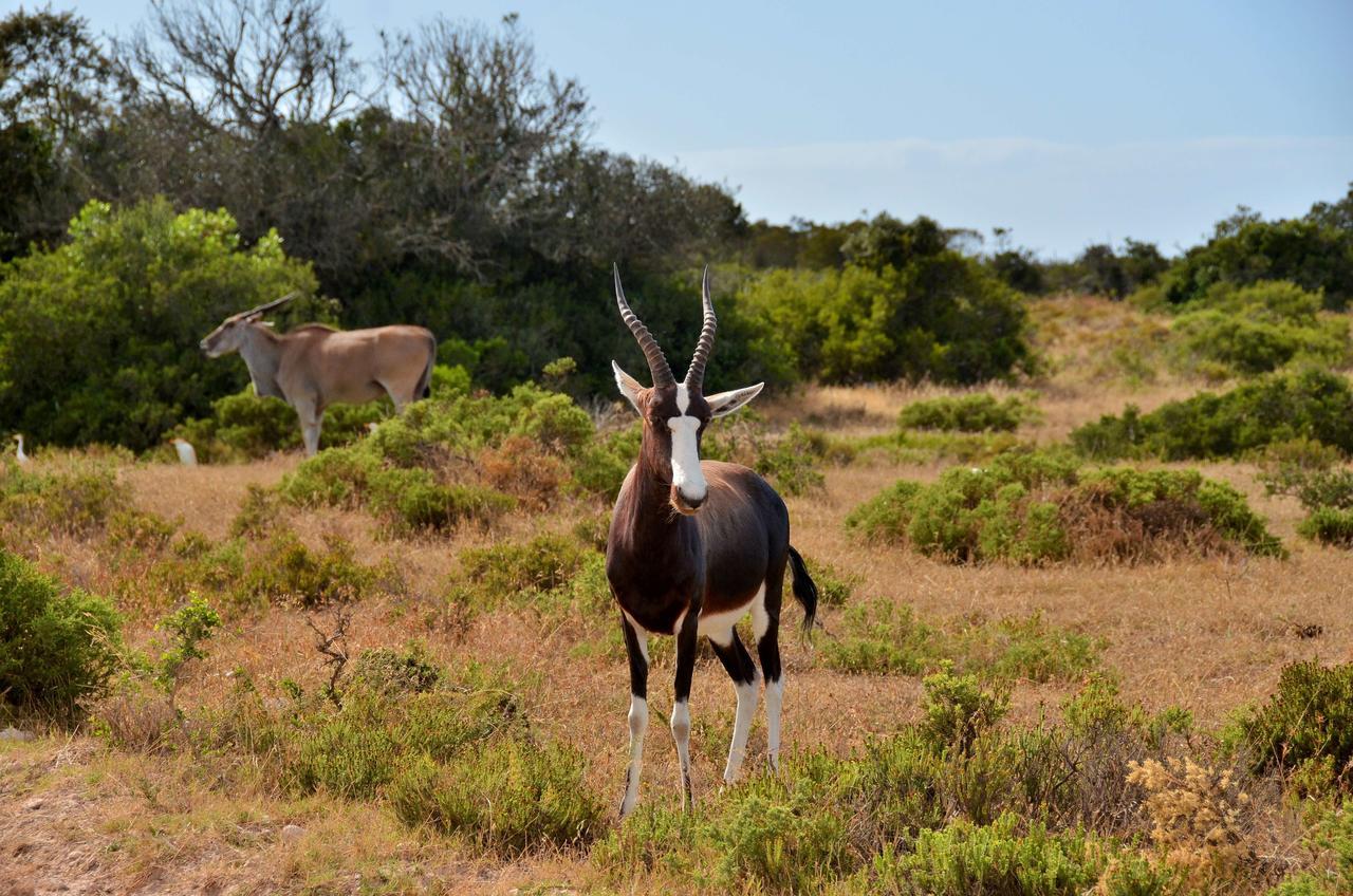De Hoop Collection Suites De Hoop Nature Reserve Εξωτερικό φωτογραφία